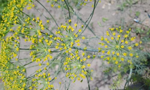 Édesgyökér virág