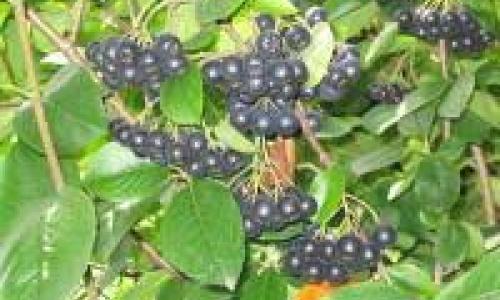 Fekete berkenye virág