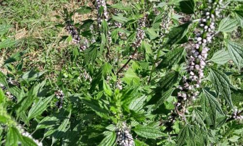 Szúrós gyöngyajak