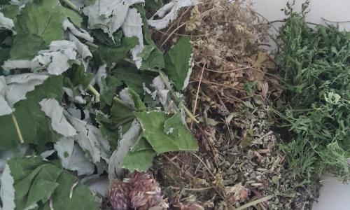 Termékenység fokozó -szárítmányok