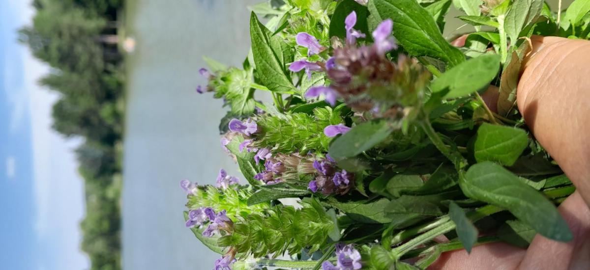 Közönséges gyíkfű