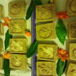 Babér-körömvirág