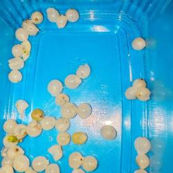 Fagyöngy termés - bogyó