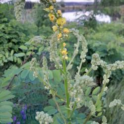 Fekete ökörfarkkóró