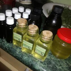 Fenyőrügy szirup - az elsők