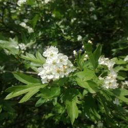 Galagonya virágos ágvég