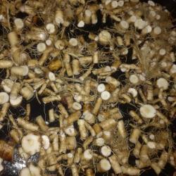 Gyermekláncfű gyökér