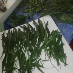 Keskenylevelű lándzsás utifű