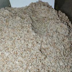 Máriatövis termés por