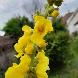 Szöszös ökörfarkkóró