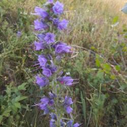 Terjőke kígyószisz